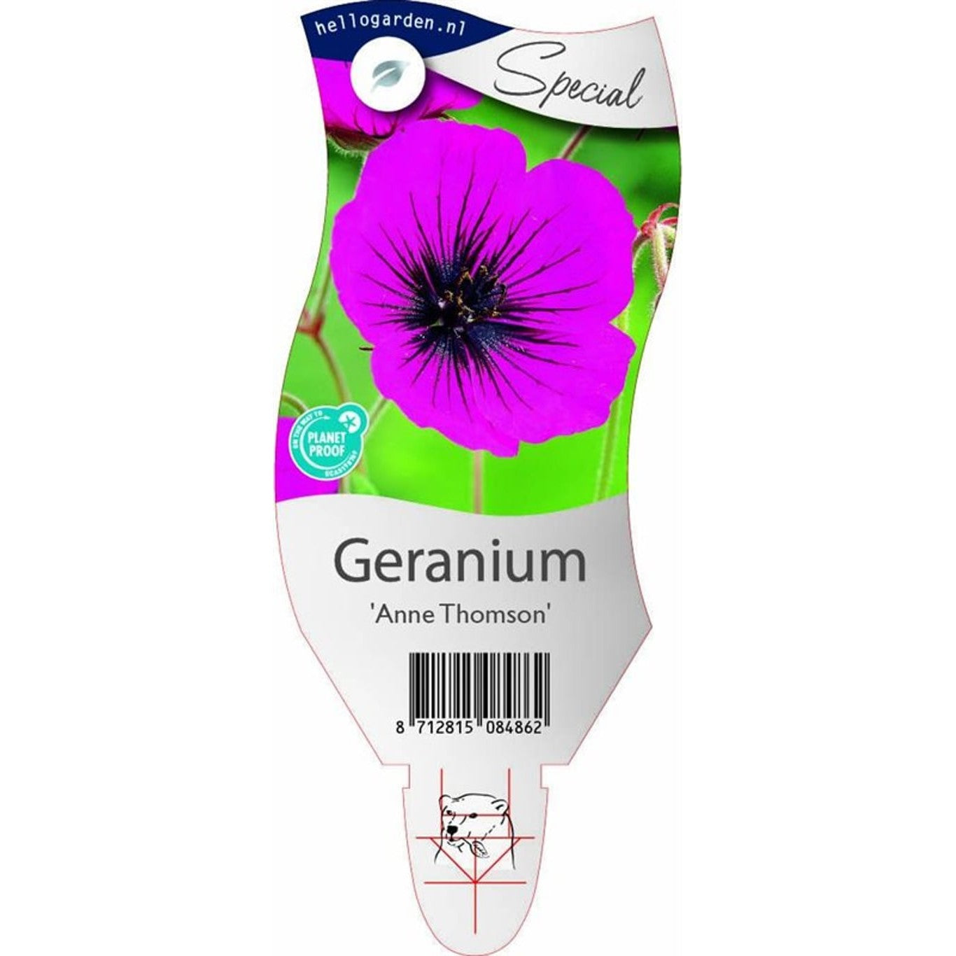 Näva – Geranium 'Anne Thomson' - P11